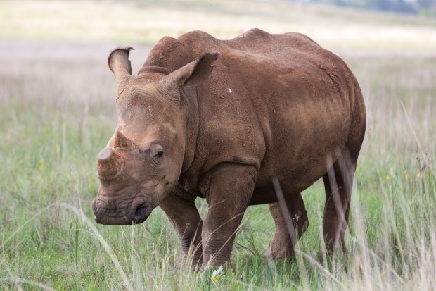 A Call to SAVE Nellie, the Pregnant Rhino. Saving Rhinos One by One. -  SAPeople - Worldwide South African News