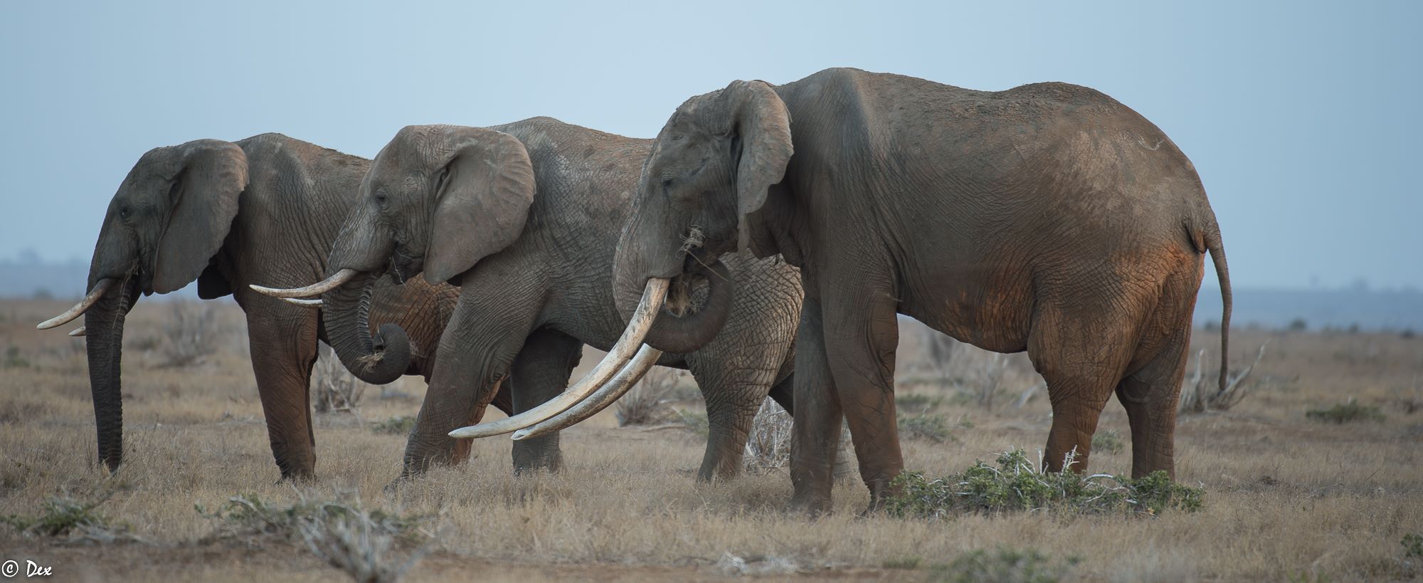 <small>2016 -Giant Tusker Satao II : Vergleich der Stoßzähne mit anderen Elefanten aus der Tsavo-CA, © Dex Kotze <sup id=