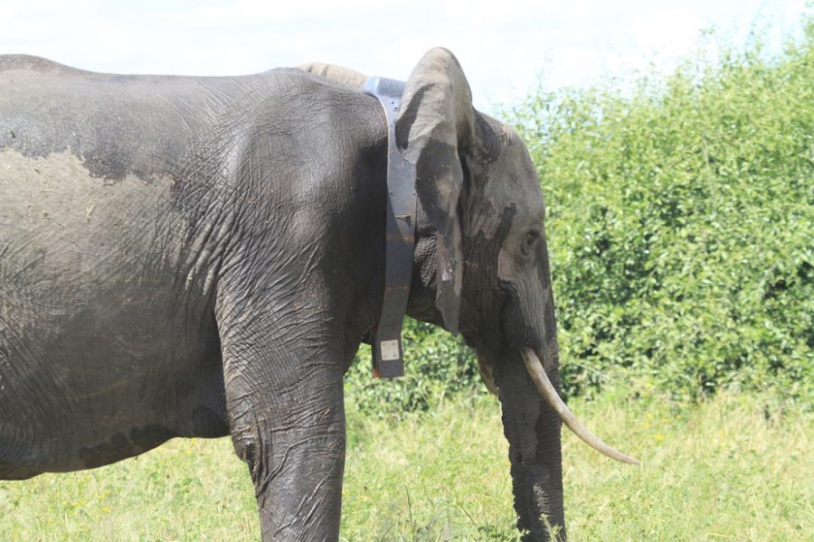 elephants