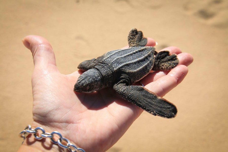 turtles