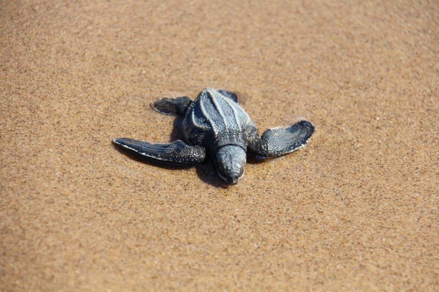 turtles