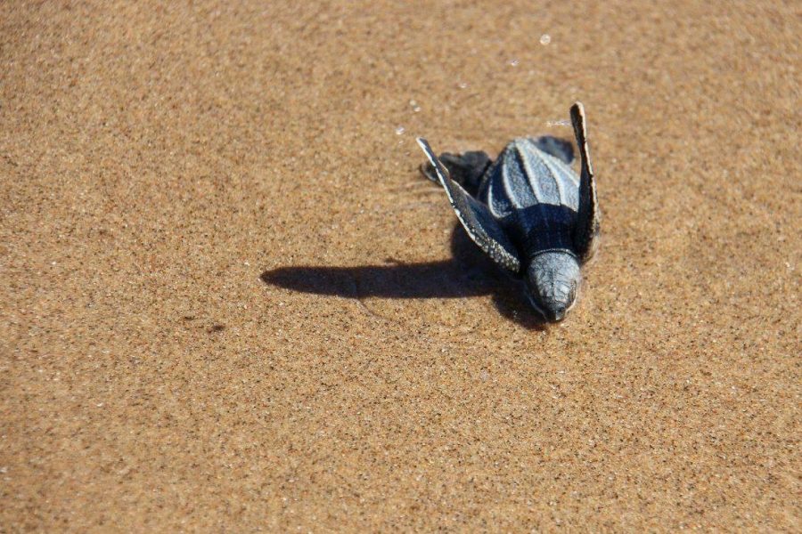turtles