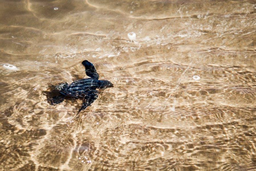 turtles