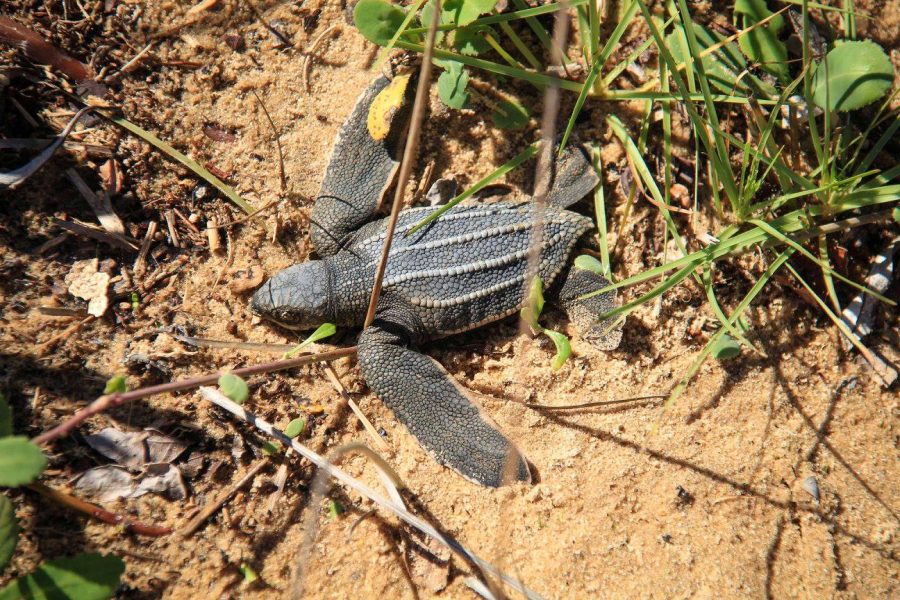 turtles