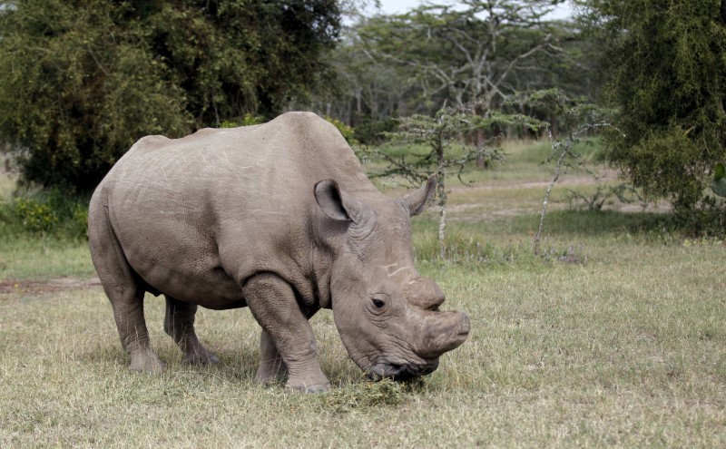 sports horny male seeks mate kenyas last northern white rhino joins tinder reuters sports horny male seeks mate kenyas last northern white rhino joins tinder reuters