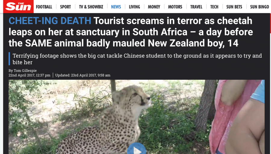 Cheetah Attacks in South Africa Make World News - SAPeople - Worldwide South  African News