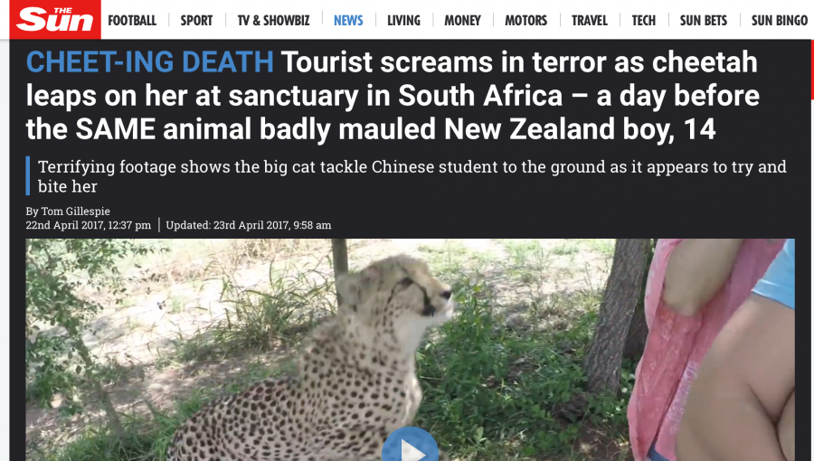 Cheetah Attacks in South Africa Make World News - SAPeople - Worldwide South African News Cheetah Attacks in South Africa Make World News - SAPeople - Worldwide South African News