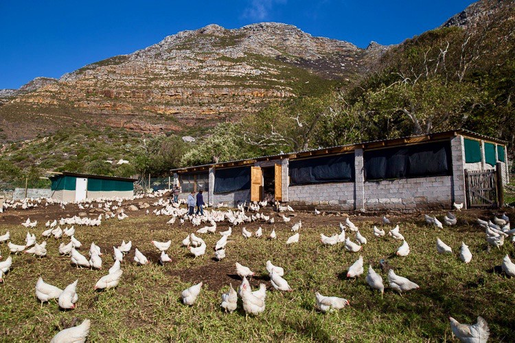 Einstein_Egg_Farm_