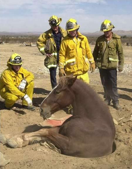 image001-horse
