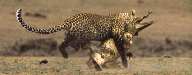 Leopard savages crocodile in Kruger Park, South Africa