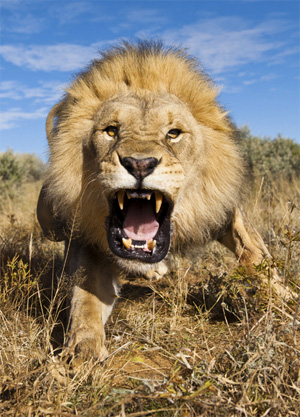 Lion in the Kalahari Desert