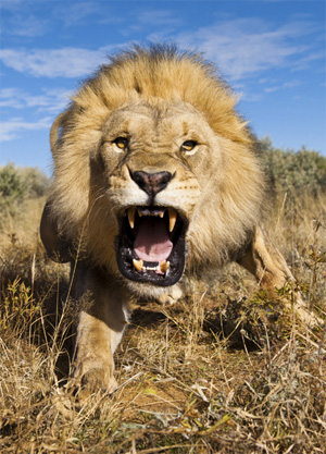 Lion in the Kalahari Desert Lion in the Kalahari Desert