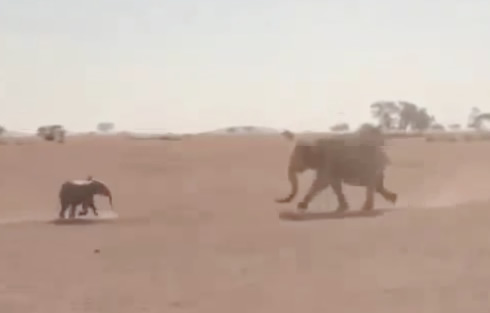 elephant-rescue