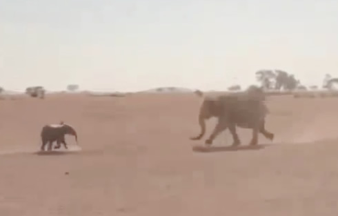 elephant-rescue elephant-rescue