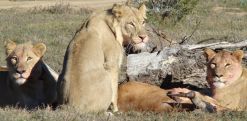 MZNP_lion_text_1 MZNP_lion_text_1