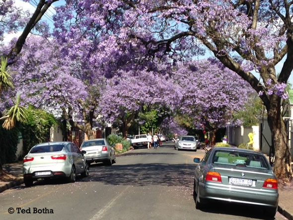 jacaranda-trees-melville