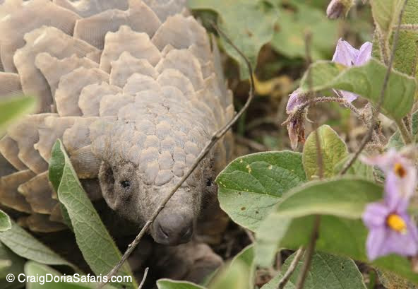 World Pangolin Day