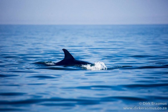Port Elizabeth 3 Beaches Challenge - dolphins join in