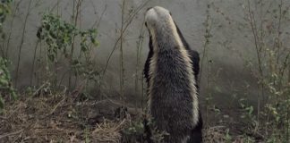 honey badger houdini south africa