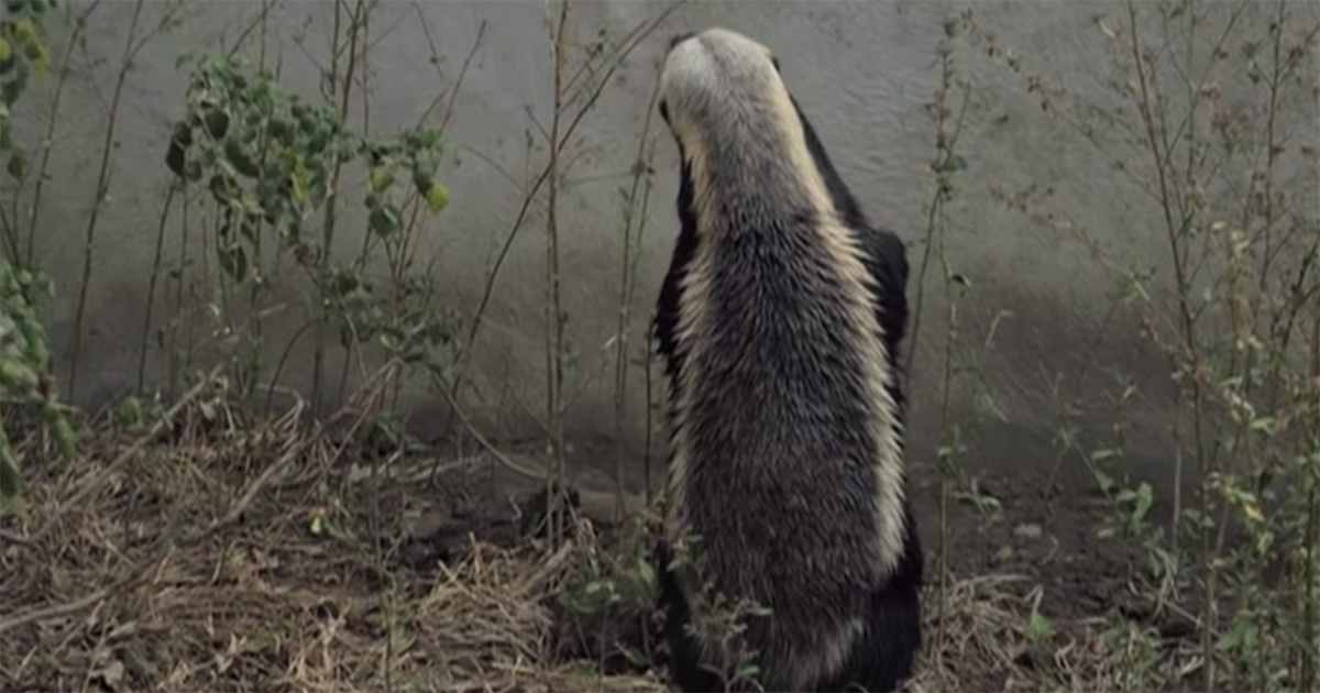 WATCH Honey Badger Stoffle