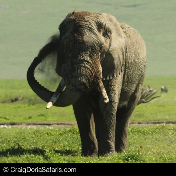 Tragic First Elephant Poached in Kruger in a Decade SAPeople