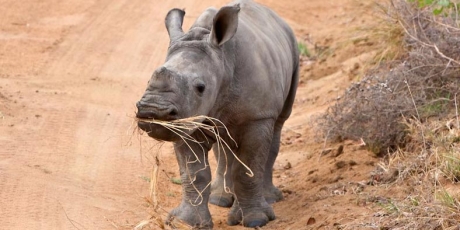 Save the Rhino Save the Rhino