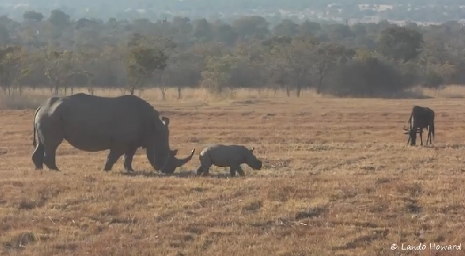 Little rhino with the Great Heart