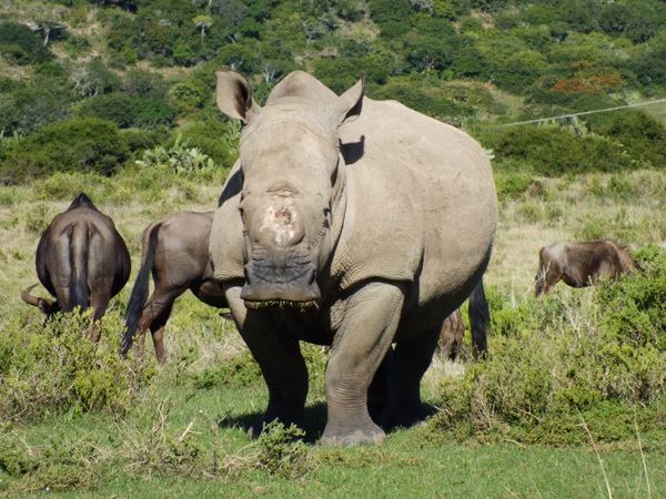 Rhino Run Rhino Run