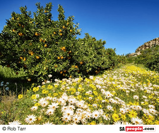 South African flower power