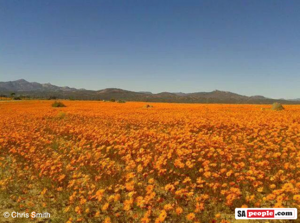 Namaqualand flowers