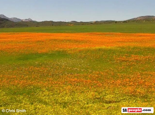 Namaqualand flowers