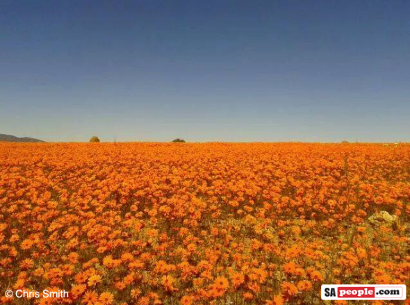 Namaqualand flowers