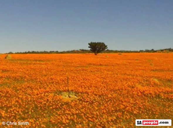 Namaqualand flowers