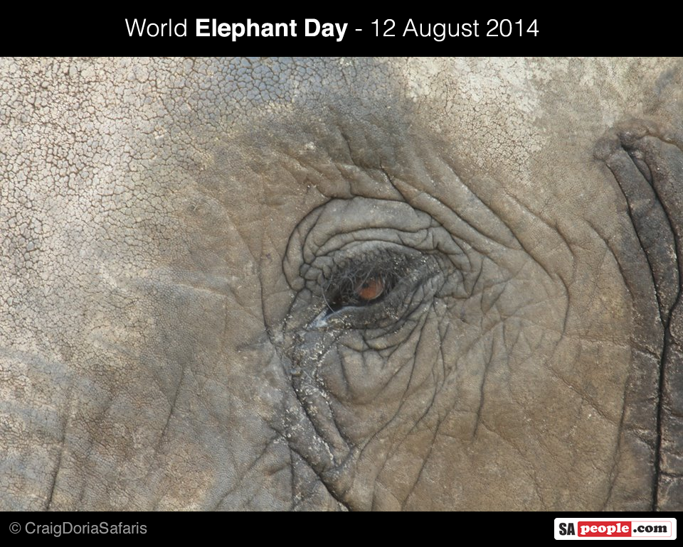 World Elephant Day