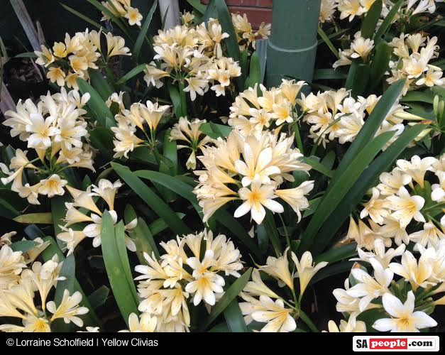 Indigenous Flowers of South Africa SAPeople Worldwide South African News