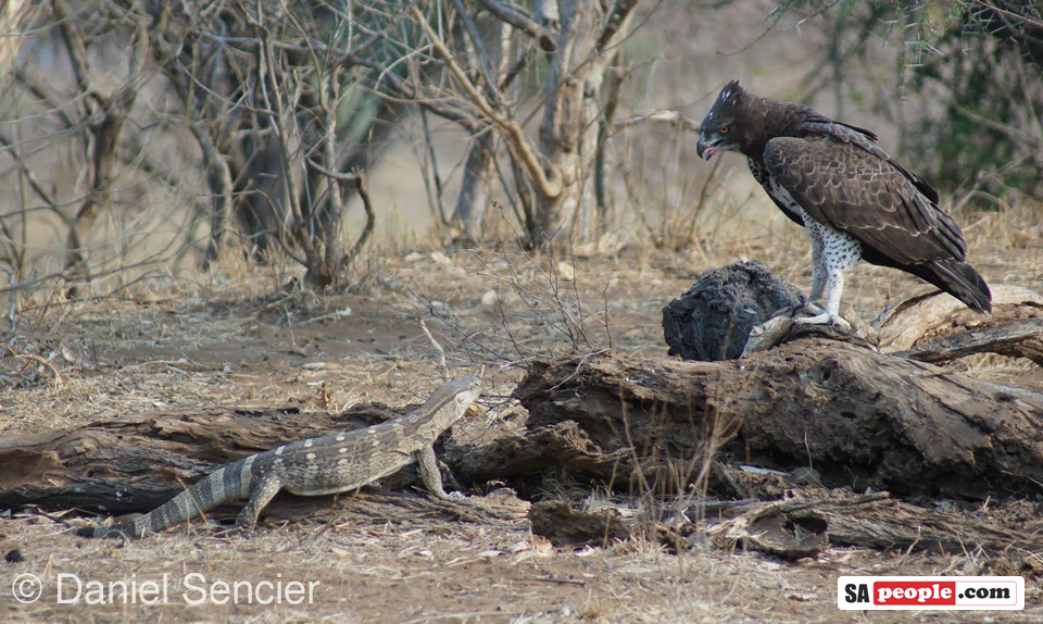 Eagle and prey Eagle and prey