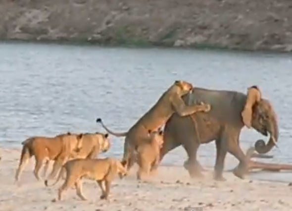 Baby Elephant survives attack by lions