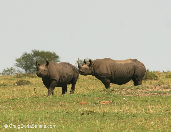 Rhinos