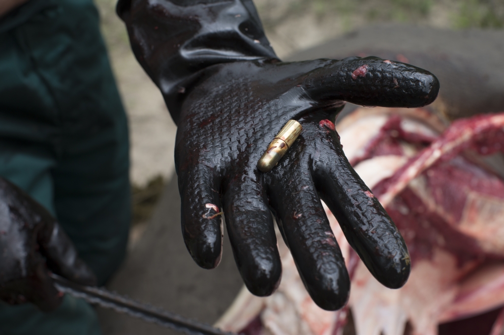 Rhino Poaching in South Africa Rhino Poaching in South Africa