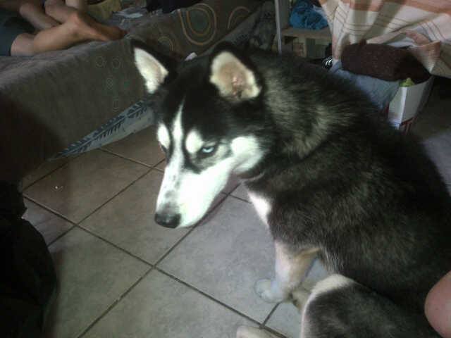 Max, husky dog at centre of animal cruelty claims