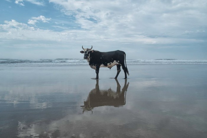 Holy Cow! Amazing Amapondo Photos make it to New York, New York ...
