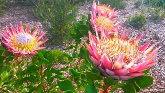 Kirstenbosch South Africa