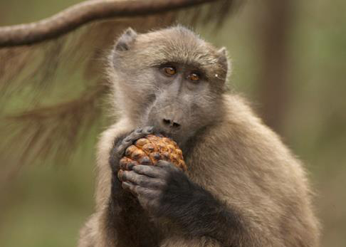 baboon-th