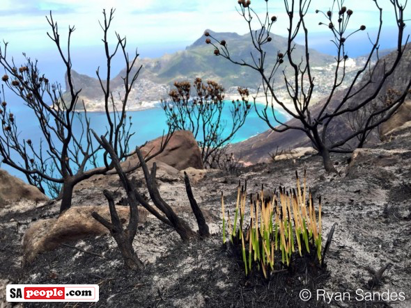 Mountain regrowth after #CapeFire