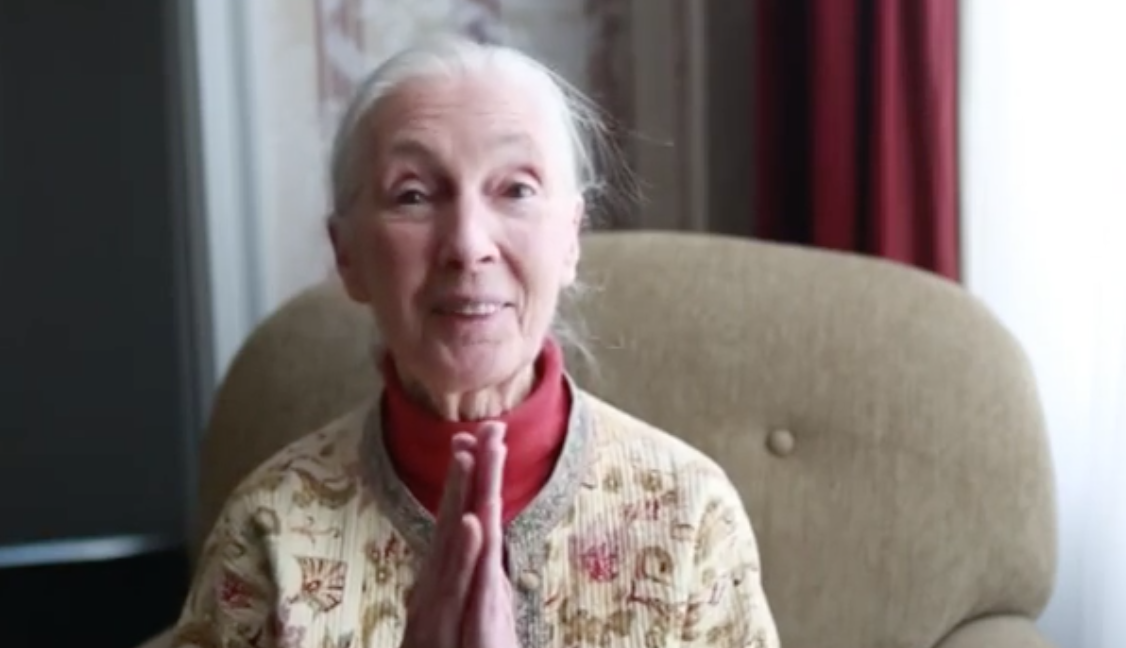 Jane Goodall Jane Goodall