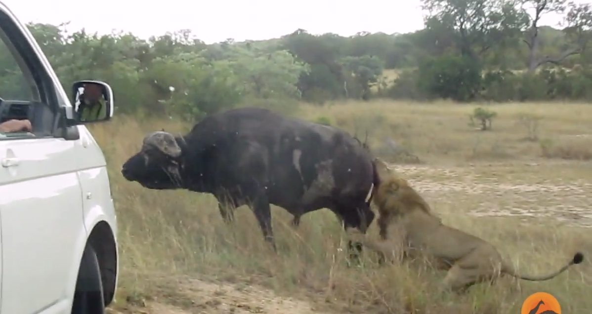Buffalo fights off lions Buffalo fights off lions
