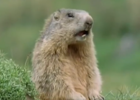 Alan! WATCH BBC's Funny Talking Animals - Walk On The Wild Side - SAPeople - Worldwide South African News Alan! WATCH BBC's Funny Talking Animals - Walk On The Wild Side - SAPeople - Worldwide South African News