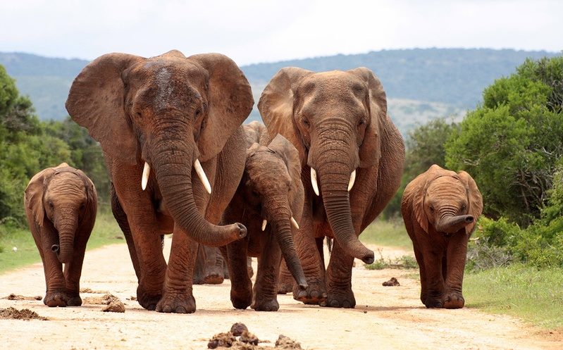 Elephants South Africa Elephants South Africa
