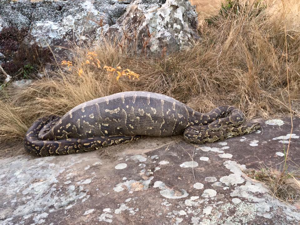 Python and Porcupine South Africa