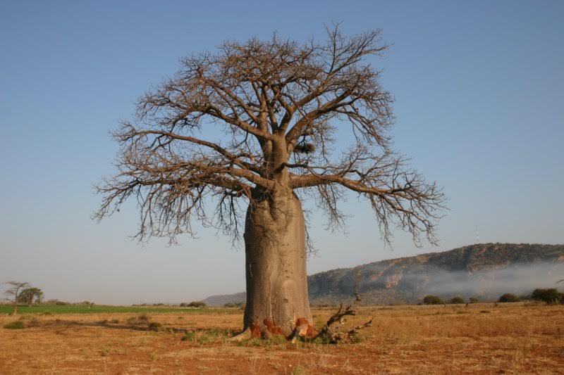 baobab4